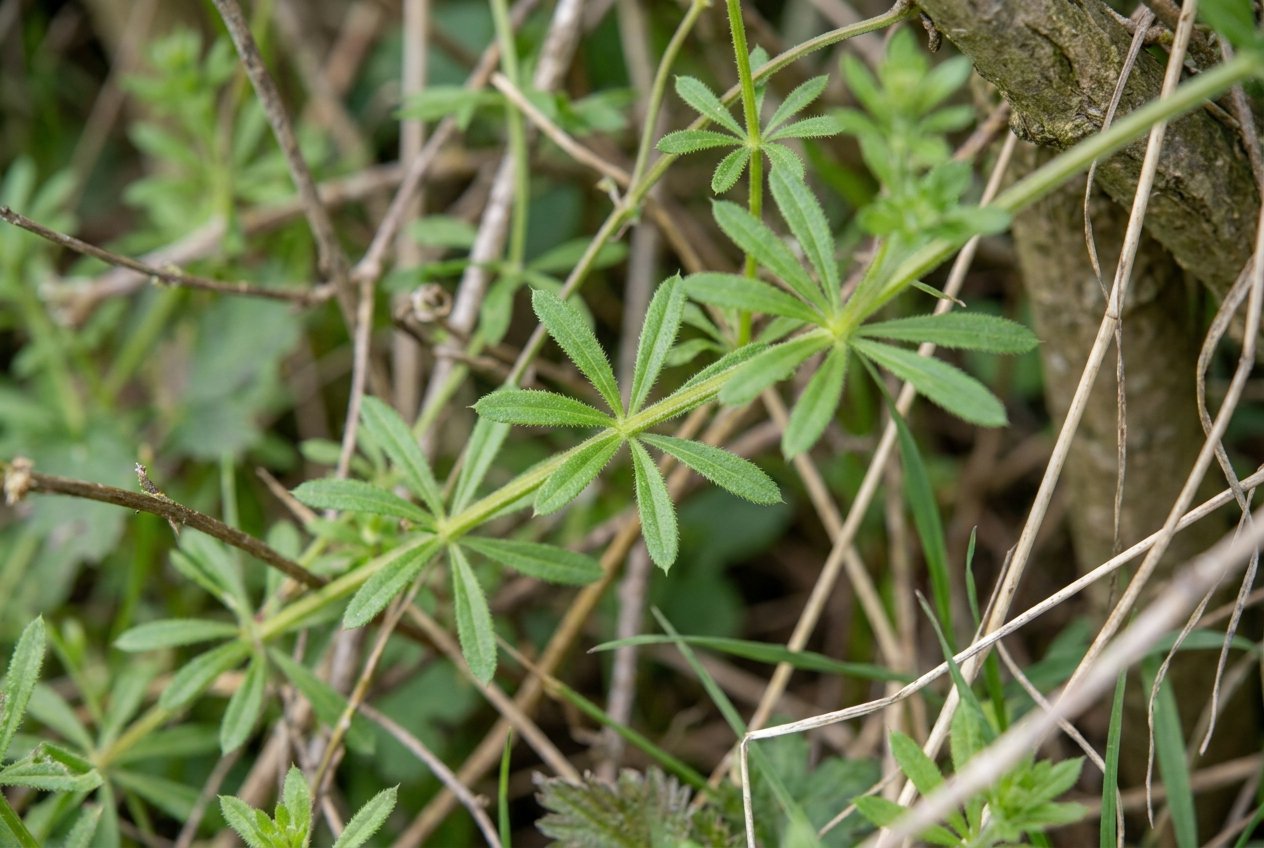 Cleavers